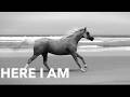Bryan Adams - Here I Am (live in Melbourne, Australia)