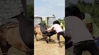 #kangayamkalai #kangayambull #jallikattukaalai #trendingshorts #trending