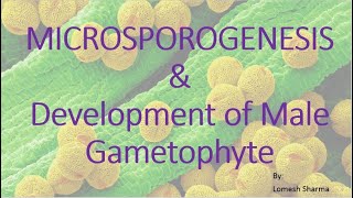 Microsporogenesis and Development of male gametophyte BSc 2nd Year