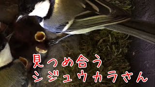 【シジュウカラ】【四十雀】アイコンタクトするシジュウカラさん　Japanese Tit