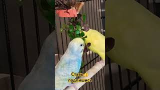 #ням #birds #попугай #parakeet #parrot #budgies #милота #cute #pets #youtubeshorts #yammy #like #