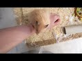 ハムスターを飼いならして、噛まないようにする方法 how to tame hamster and minimise biting