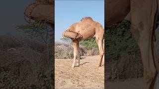 Camel is naughty #camels #animals #sorts