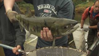 Hatcheries in Metro Vancouver Regional Parks