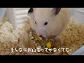 キンクマ ご飯の時間が待ちきれない（まる）