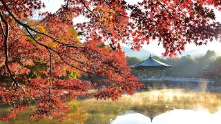 奈良・大和路　「浮見堂・紅葉」/Autumn leaves at Ukimi-do Hall