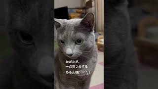 【ロシアンブルー】めろんの日常、一点見つめ^^;【猫】#shorts