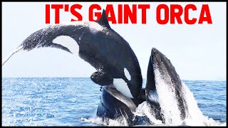 This Is Why All Whales Are Afraid of Orca