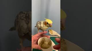 オカメインコ雛🦜さし餌