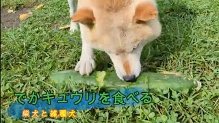 野菜・キュウリにかぶりつく柴犬と雑種犬　Shiba Inu and mixed breed dog biting into vegetables and cucumbers