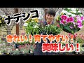 【なでしこ】春も秋も毎年咲かせるコツ【ナデシコ】【育て方】【エディブルフラワー】【園芸】