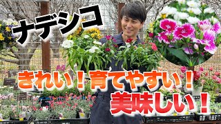 【なでしこ】春も秋も毎年咲かせるコツ【ナデシコ】【育て方】【エディブルフラワー】【園芸】