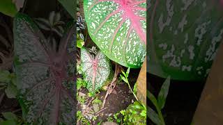 One of a Hundred kinds of #caladium Big #shorts #flowers #plants #nature