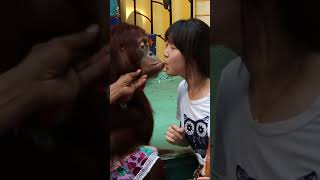 มามาจุ๊บทีนึง อุรังอุตัง ซาฟารีเวิลด์ ขอจุ๊บหน่อย Orangutan Kiss  Safari World Bangkok