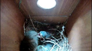 House Sparrow Nest Cam - 10 minutes in the nest