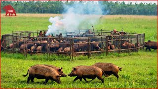 How Hunters And Farmers Deal With Millions Of Invasive Wild Boars And kangaroo | Farming Documentary