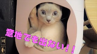 【僕は拗ねてます！！】【ロシアンブルー×トンキニーズ】ママに遊んでもらえず拗ねた弟猫を優しく慰める兄猫（＃16）