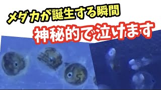 メダカが孵化する瞬間！生命に感謝。