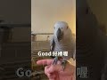 訓鳥教室 ep2 上手命令get 最聰明的灰鸚.可以習得幾項技能？ parrot