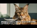 世界最大級の猫種メインクーン 動物 画像生成ai 謎