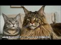 世界最大級の猫種メインクーン 動物 画像生成ai 謎