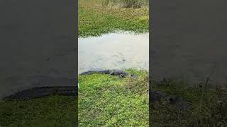 Florida alligator.  #wildlifes