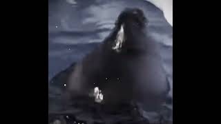 The Baikal seal dance