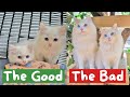 Reviewing my Ragdoll Cats after 3 Years | The Cat Butler