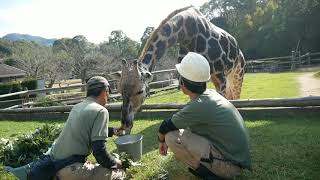 キリン 採血トレーニング みさき公園