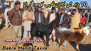 Naseeb Ka Soda 70K Bakra Mandi Taxila Latest Update January 2025 | Katto Mall Turkey Dumby