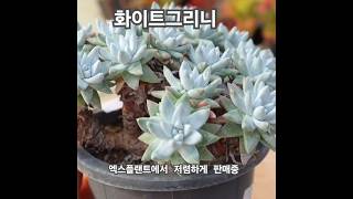 #화이트그리니 #다육이 #다육식물 #다육 #succulent #多肉植物 #다육싸게파는곳 엑스플랜트