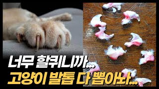 고양이 발톱을 뽑아버리는 사람들 (디클로,발톱제거수술,고양이)