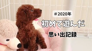 2020年～子犬をお迎えした日。犬見知りの犬が初めて心を開いた瞬間まで～多頭飼い～チワワ シーズー ミニチュアピンシャー トイプードル