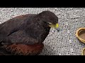 【71万回再生】放し飼いハリスホーク【鷹】　とある休日のルーティーン hawk breeding routine harris hawk cage free hawk 【鷹匠】【鷹狩】