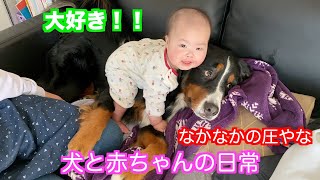 【犬と赤ちゃん】ほっこりな日常を過ごす　バーニーズマウンテンドッグ　 bernese mountain dog