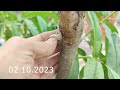 peach grafting самая простая прививка персика