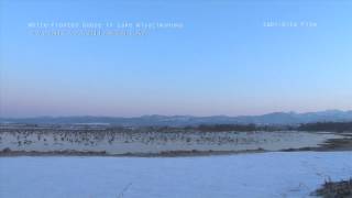 マガンの寝ぐら立ち2014〜北海道美唄市・宮島沼〜