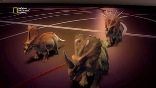 D’élégant couvre-chef pour le Triceratops
