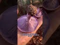 The Wood Blewit Mushroom #forager #foraging #mushroom