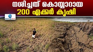 Palakkad | കീട രോഗബാധയും കാലാവസ്ഥ വ്യത്യായനവും മൂലം പാലക്കാട് തൃത്താലയിൽ വ്യാപക കൃഷി നാശം