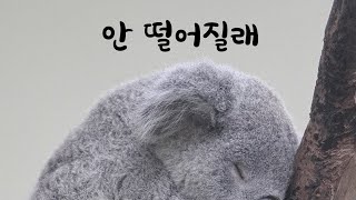 (ENG SUB) 코알라처람 딱 붙어있는 남자친구ASMR