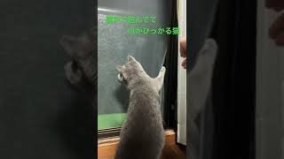 網戸で遊んでて爪が引っかかる猫。ブリティッシュショートヘア　#shorts  #cat