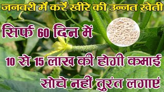 जनवरी महीने में खीरे की उन्नत खेती करें और 60 दिन में 10 से 15 लाख कमाए, cucumber farming, Rn kushwa