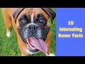 10 Interesting Boxer Facts