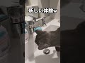 【猫動画】洗面台を占拠されました