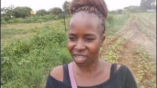 FARM LIFE! Maize farming in Africa during the Rainy Season #farmlife #rainyseason #zambia #africa