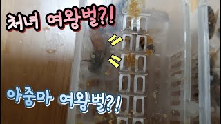 처녀 여왕벌?! 아줌마 여왕벌?!(왕대 판매 문의) 《Miss Queen Bee?! Mrs. Queen Bee?!》