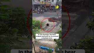 Bear Seen Roaming Around In Residential Area In Telangana