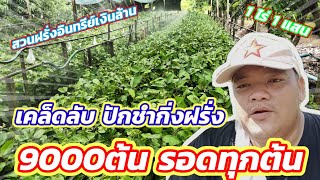 EP.124 วิธีชำกิ่งฝรั่งกิมจู ให้รอดสูง วิธีอนุบาลกิ่งตอนฝรั่ง | ไร่คำกวี เกษตรอินทรีย์ วิถีพึ่งตนเอง