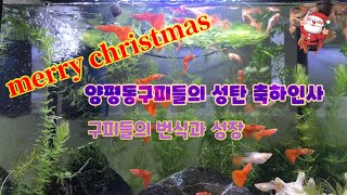 메리 크리스마스/ 양평동구피들의 성탄인사/ 구피의 번식과 성장